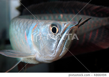 silver arowana silver arowana 4866494