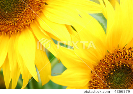 sunflower	 4866579