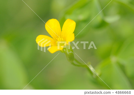 Oxalis flower 4866668