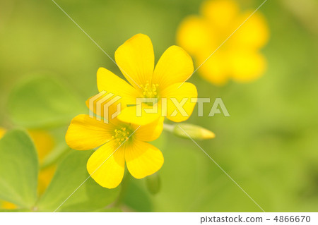 Raising of the flowers of the cattle bamboo Raising of the flowers of the cattle bamboo 4866670