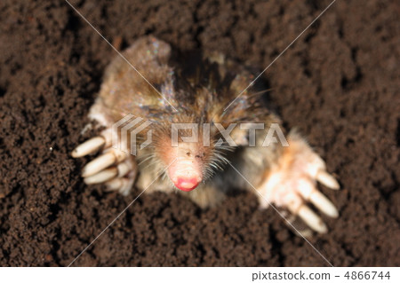 A mole 4866744