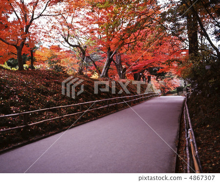 Moon Temasaka in autumn 4867307