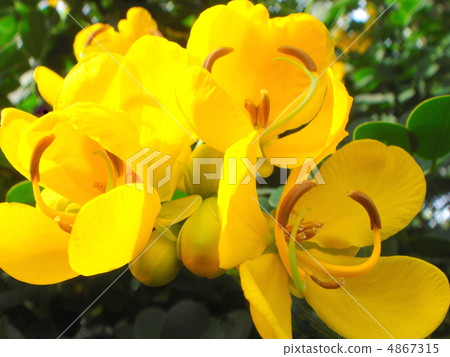 Cobanosena (leaves of leaves) 4867315