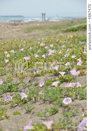 Oasan coast where Hamahirugao blooms Oasan coast where Hamahirugao blooms 4867470