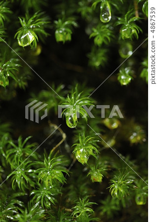 Rainy day forest 4867539