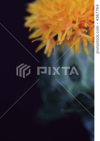 Safflower ② Safflower ② 4867764
