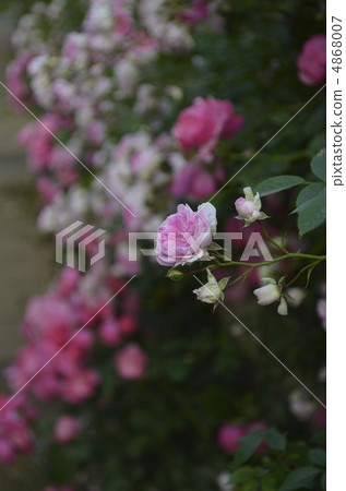 Rose   4868007