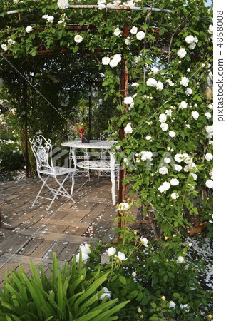 White rose garden 4868008