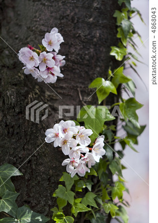 Cherry Blossoms   4868043