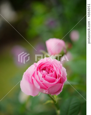 粉色玫瑰的柔和色調 4868051
