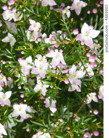 Boronia · Pinnata Boronia · Pinnata 4869805