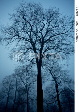 Trees in the park 2 4869999