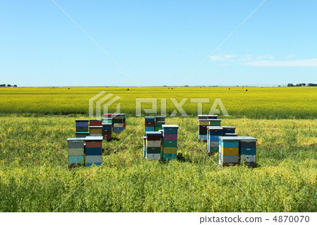 Honey Bee Hives Honey Bee Hives 4870070