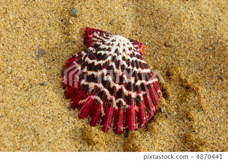 shell shell 4870441