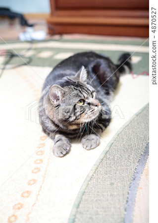 图库照片: resting cat