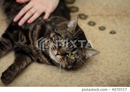 Resting Cat Resting Cat 4870557