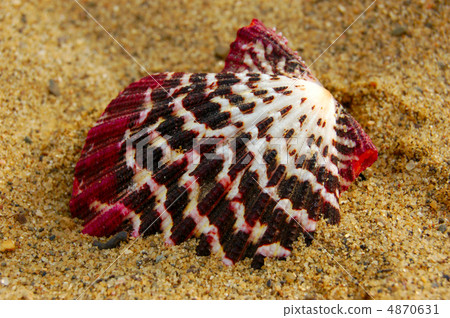 shell 4870631