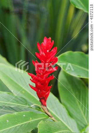 Exotic red flower 4872118