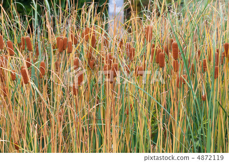 Bulrushes with yellow herb and brown fruit 4872119