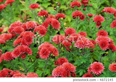 Background from red flower Background from red flower 4872145