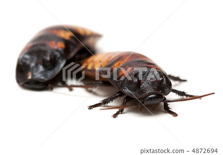 two Madagascar cockroaches 4872694