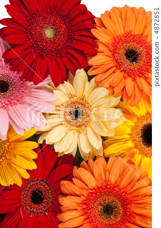Gerbera background 4872851