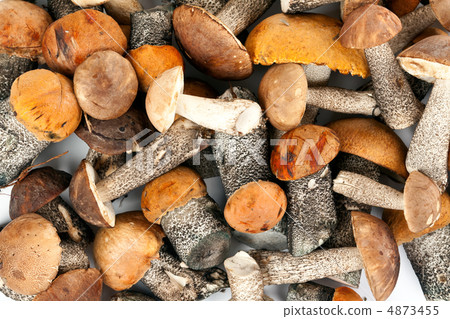 background of mushrooms 4873455