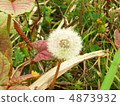 Watabatoshi found at Kawahara 4873932