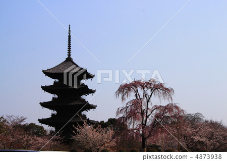 Sakura and the five-storied pagoda Sakura and the five-storied pagoda 4873938
