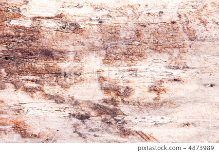 old wooden bark, texture, background 4873989