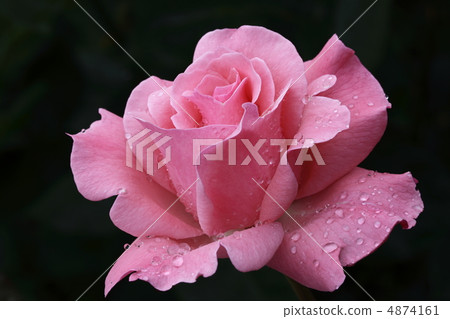 rose rose 4874161