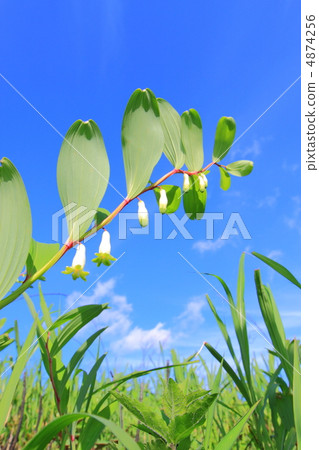 Native amadocoro 4874256