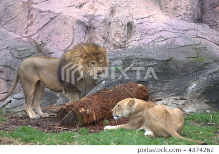 lion lion 4874262