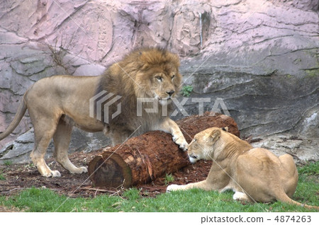 lion 4874263