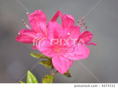Azalea crustacea 4874332