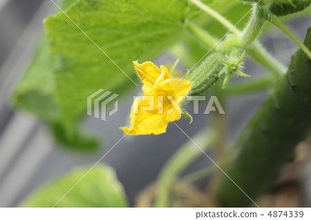 迷你黃瓜花 迷你黃瓜花 4874339