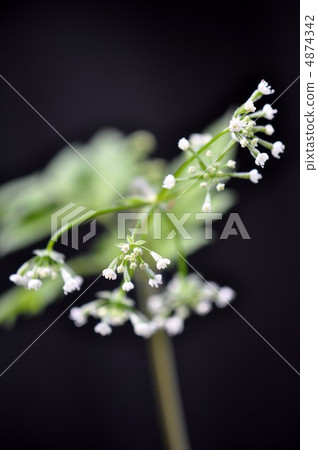 亞布寧金花 4874342