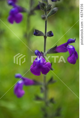 Blue sage 4874356