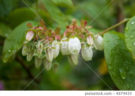 藍莓花 4874435