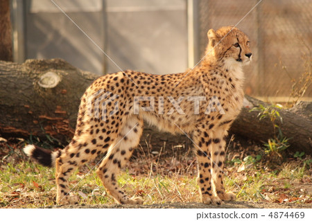 Cheetah_14 Cheetah_14 4874469