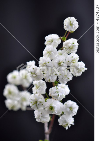 Shimimibana Shimimibana 4874537
