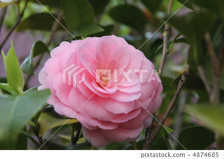 粉紅色的山茶花 粉紅色的山茶花 4874685