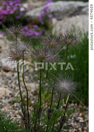 今pentapetalum 4874689