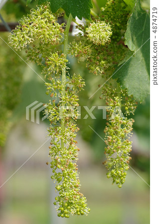 Grape (Delaware) Flower Grape (Delaware) Flower 4874719