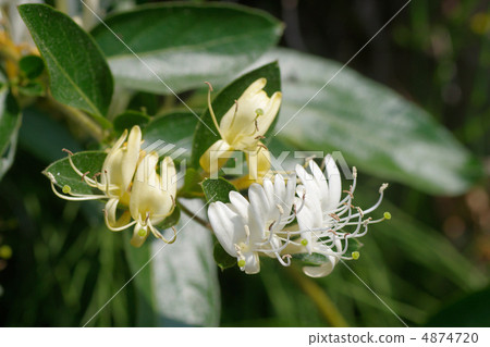 Honeysuckle Flower Honeysuckle Flower 4874720