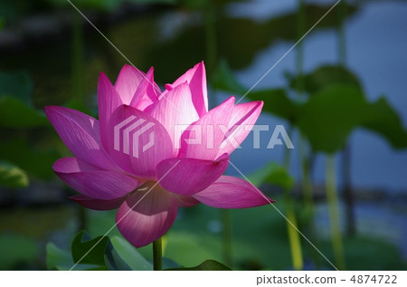 Lotus spilled sparkling light up 1 Lotus spilled sparkling light up 1 4874722