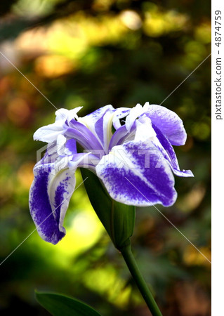 Iris Iris 4874759