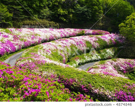Azalea garden at the Takawa garden Azalea garden at the Takawa garden 4874846