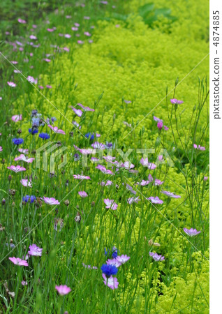 Agrostenma 4874885