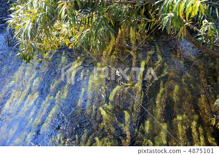 Clear current of Oze National Park Ozegahara 4875101